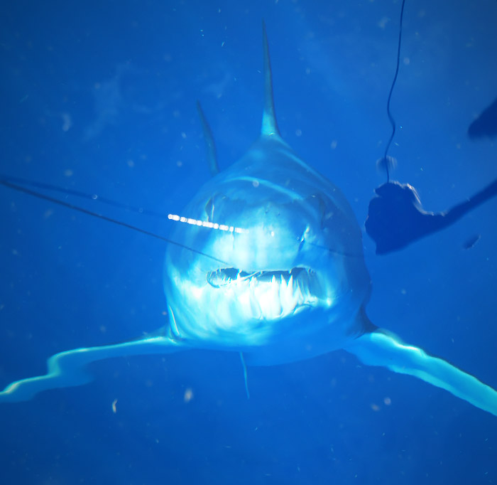 best bait for mako sharks