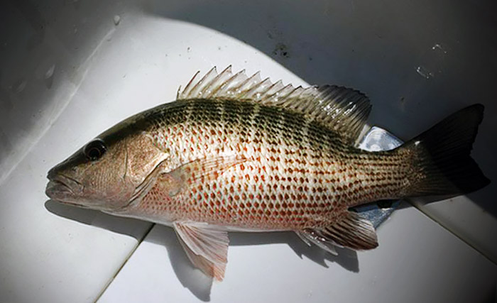 Mangrove Snapper - Charter Fishing with Mexican Gulf Fishing Co - Venice, LA