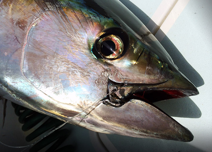 Mustad Tuna Circle hook – Sea Fishing Tackle Webshop